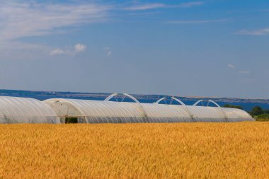 Sebze yetiştirmek için plastik bir sera olarak Polietilen tünel
