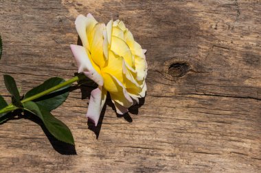 Kırsal arka planda güzel sarı bir gül