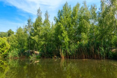 Yazın yeşil huş ağacında küçük sakin bir göl
