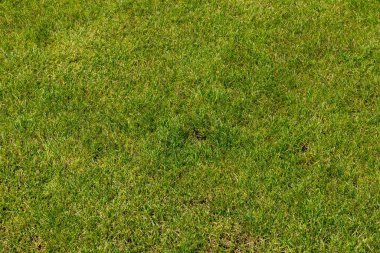 yeşil çimen dokusu arkaplanı