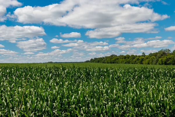 Campo Maíz Verde Joven Paisaje Verano Con Campo Verde Cielo — Foto de Stock