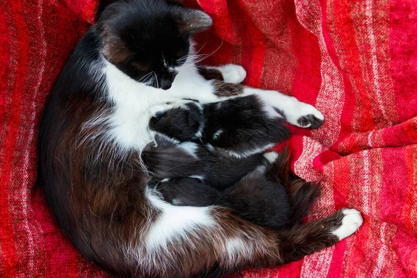 Gato Amamentando Seus Pequenos Gatinhos — Fotografia de Stock