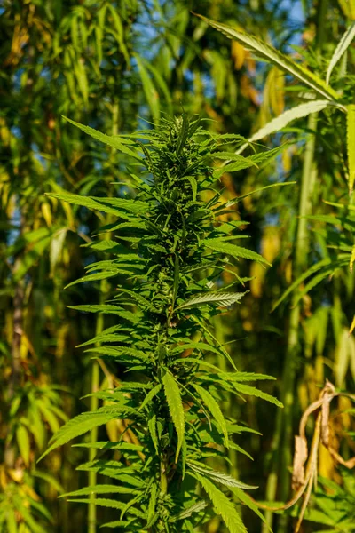 Planta Cannabis Verde Maconha Num Campo — Fotografia de Stock