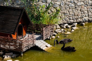 Şehir parkında gölde yüzen iki siyah kuğu.