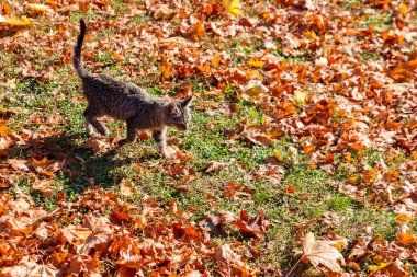 Parkta düşen sonbahar yaprakları