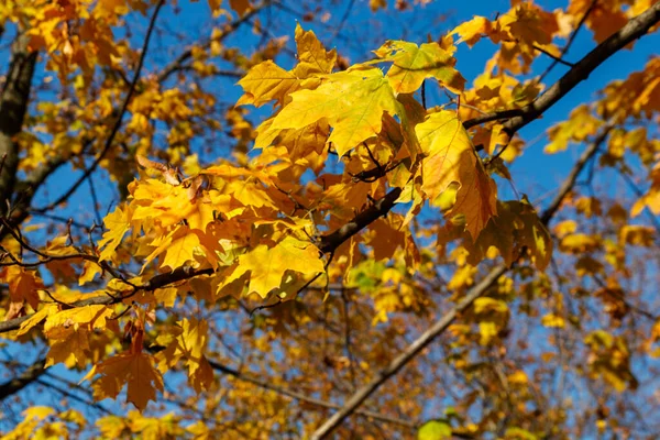 Folhas Outono Amarelas Bordo Close — Fotografia de Stock
