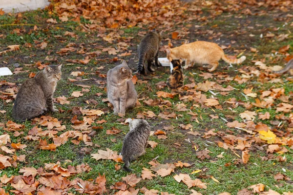 Streunende Katzen Fressen Futter Stadtpark — Stockfoto
