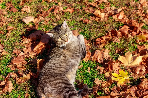 Kot Upadłych Jesiennych Liściach Parku — Zdjęcie stockowe