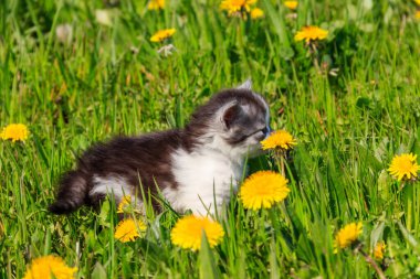 Sarı karahindiba çiçekli küçük kedi yavrusu. Genç kedi yeşil çayırda