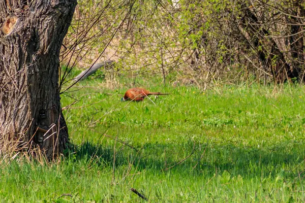 Bažant Zelené Trávě Louce — Stock fotografie