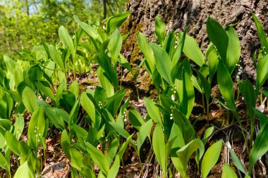 Vadi Zambağı (Convallaria majalis) baharda ormanda beyaz çiçekler