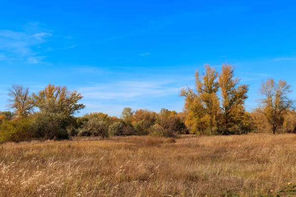 Herfstlandschap Met Droge Weide Kleurrijke Herfstbomen — Stockfoto