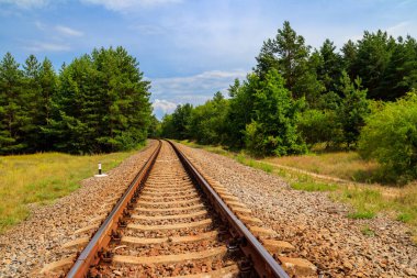 Yeşil bir çam ormanının içinden geçen tren yolu.