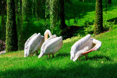 Büyük beyaz pelikan sürüsü (Pelecanus onocrotalus) ayrıca bir göl kıyısındaki doğu beyaz pelikan, pembe pelikan veya beyaz pelikan sürüsü olarak da bilinir.