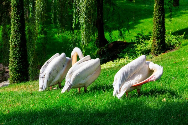 Troupeau Grands Pélicans Blancs Pelecanus Onocrotalus Également Connu Sous Nom — Photo