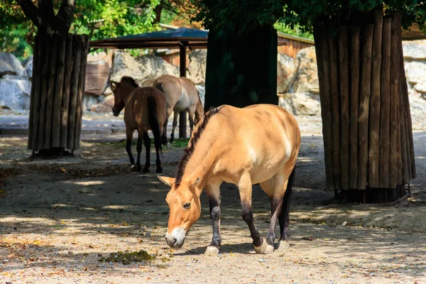 Przewalski Wildpferde Auf Einer Koppel Przewalskis Pferd Equus Przewalskii Oder — Stockfoto