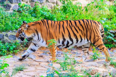 Bir kaplanın portresi (Panthera tigris)