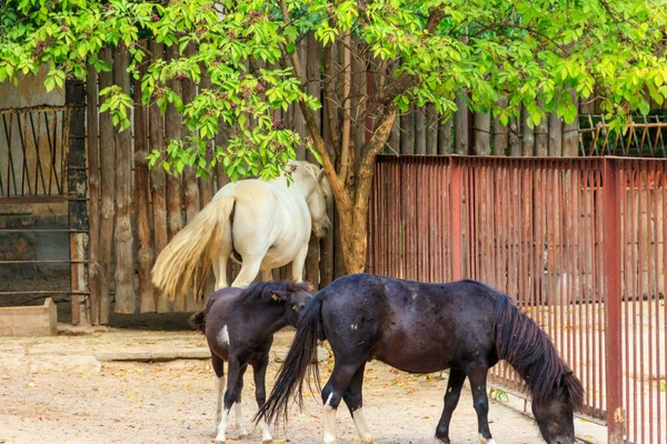 Schönes Shetlandpony Auf Der Koppel — Stockfoto