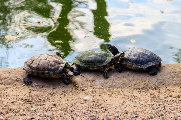 Europese Vijverschildpad Emys Orbicularis — Stockfoto