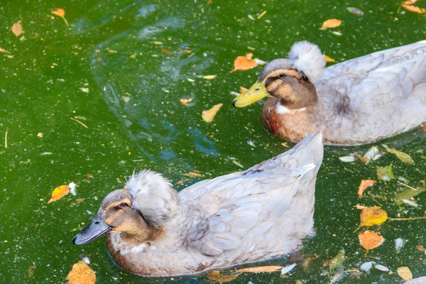 Crested ducks swimming in a lake