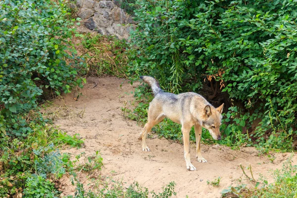 Szürke Farkas Canis Lupus Erdőben — Stock Fotó