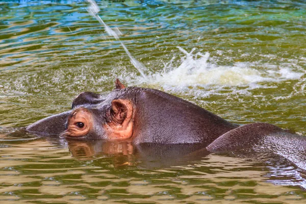 Hipopótamo Comum Hippopotamus Amphibius Hipopótamo Água — Fotografia de Stock