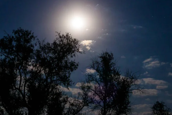 満月と木々の夜のシーン — ストック写真