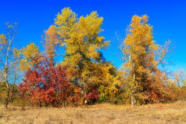 Kuru çayır ve renkli düşen ağaçlarla sonbahar manzarası