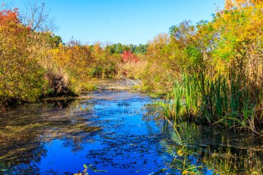 Küçük nehir ve renkli düşen ağaçlarla sonbahar manzarası
