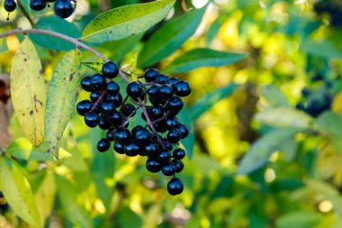 Yabani mahrem bir çalılıktaki (Ligustrum vulgare) kara böğürtlenler, bazen yaygın özel veya Avrupa mahremiyeti olarak da bilinir.