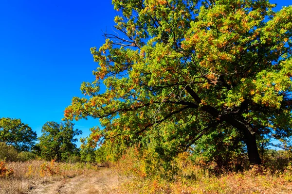 Oak Tree Meadow Autumn — Stock Photo, Image