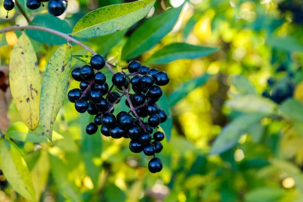 Черные Ягоды Кусте Дикого Сорта Ligustrum Vulgare Известный Обычный Сорт — стоковое фото