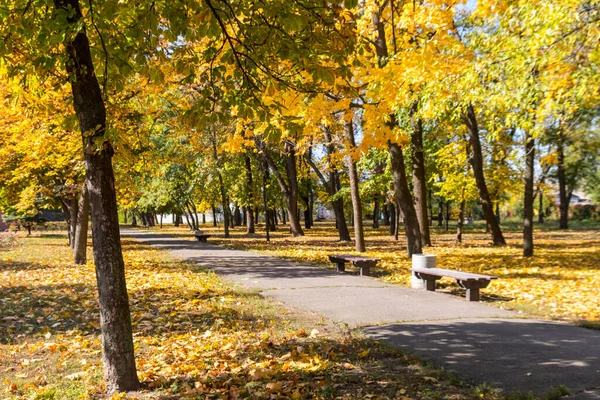 Alley Yellow Maple Trees City Park Autumn — Stock Photo, Image