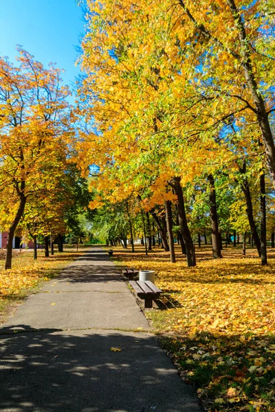 Alley Yellow Maple Trees City Park Autumn — Stock Photo, Image