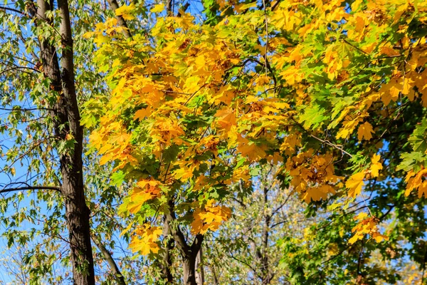 Close Árvore Bordo Com Folhas Amarelas Verdes Outono — Fotografia de Stock