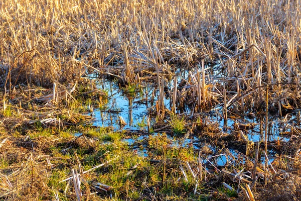 春の湿原の眺め — ストック写真