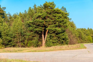 Yazın yeşil çam ormanlarında asfalt yol