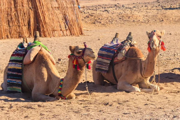 Wielbłądy Tradycyjnym Siodłem Beduińskim Pustyni Arabskiej Egipt — Zdjęcie stockowe