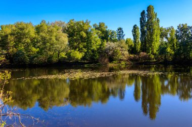 Yeşil bir ormanda güzel bir göl manzarası