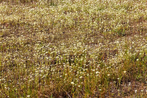 Flores Blancas Manzanilla Prado Primavera —  Fotos de Stock