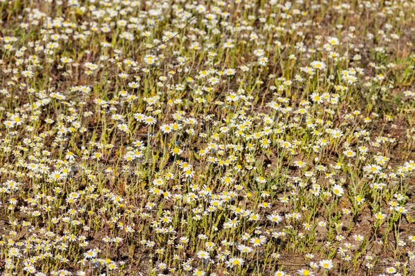 Fleurs Camomille Blanche Sur Une Prairie Printemps — Photo