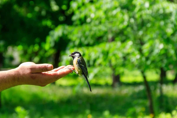 Kohlmeise Nimmt Samen Aus Menschlicher Hand — Stockfoto