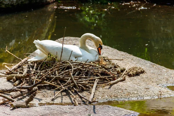 Cygne Blanc Assis Sur Nid Sur Une Pierre Dans Lac — Photo