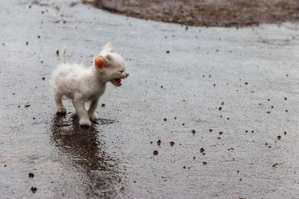 Nass Streunende Traurige Kätzchen Auf Einer Straße Nach Einem Regen — Stockfoto