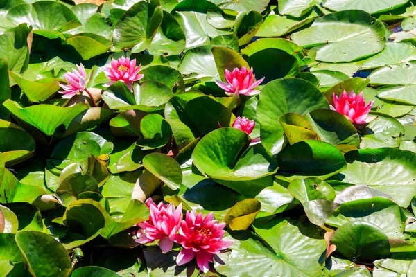 Pink water lily (Nymphaea) in a lake