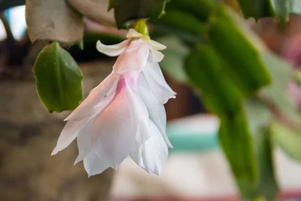 White Pink Blooming Christmas Cactus Schlumbergera Flower Pot — Stock Photo, Image