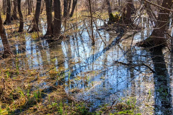 Swamp Forest — Stock Photo, Image