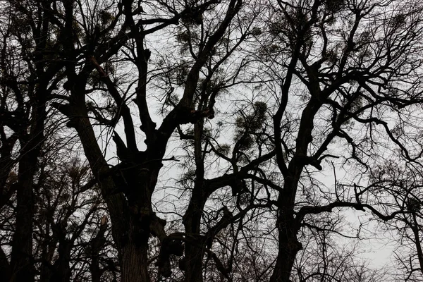 Árboles Desnudos Bosque Con Mal Tiempo Nublado —  Fotos de Stock