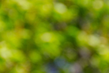 Yeşil doğal bulanık soyut arkaplan