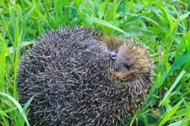 Yeşil çimlerde kirpi